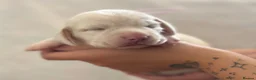 Beagle dogs for sale: Health Tested & Kennel Club Registered Beagle Pups - Advert 24