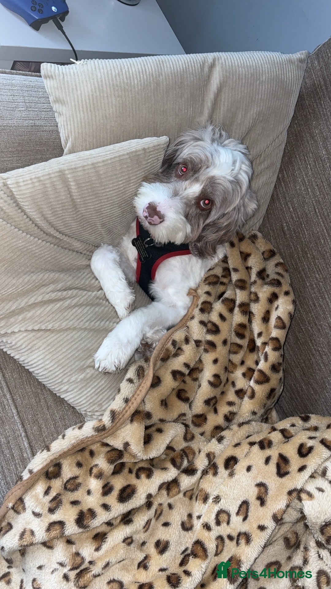 Mixed Breed dogs for sale: 2 year old male sprockerpoo - Advert 2
