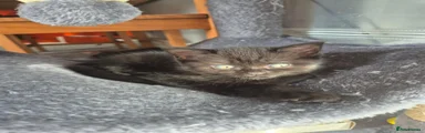 British Shorthair 3