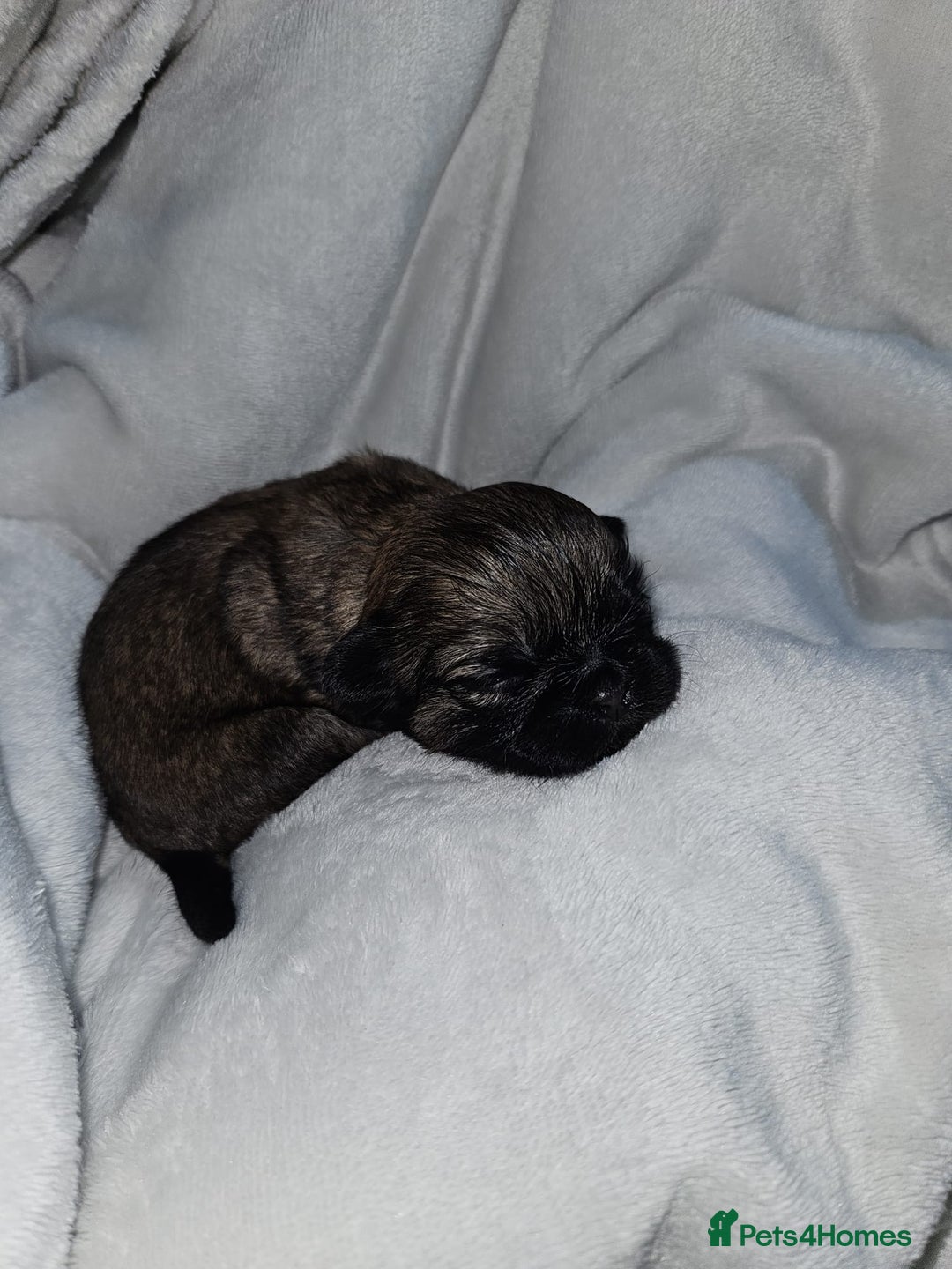 Shih Tzu dogs for sale: Shih tzu puppies  - Advert 7