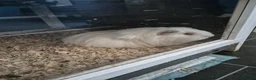 Guinea Pig rodents for sale: 2 guinnea pigs with cage  - Advert 3