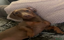 Miniature Dachshund dogs for stud: Ready for Stud  - Image 5