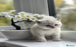 British Shorthair cats for sale: British Shorthair colour point kittens white  - Image 13