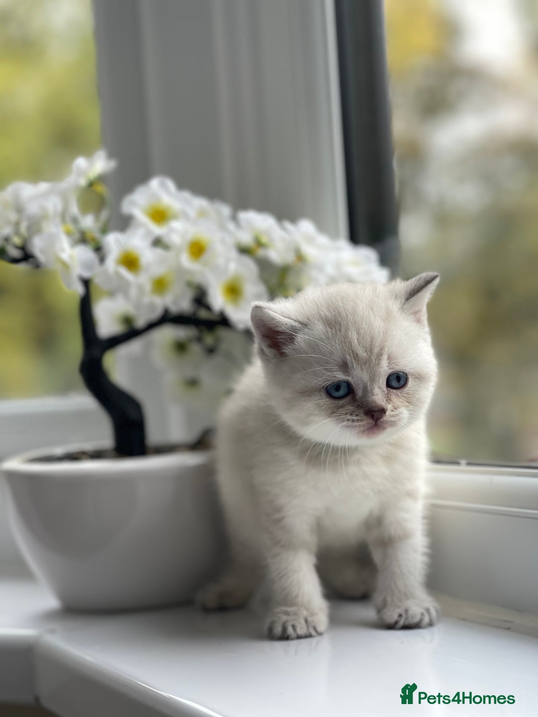 British Shorthair cats for sale: British Shorthair colour point kittens white  - Image 13
