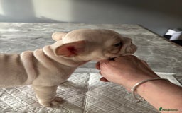 French Bulldog dogs for sale:  French bulldogs  - Advert 30