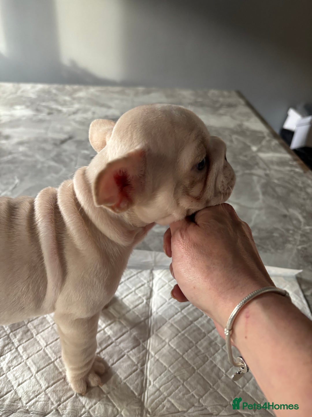 French Bulldog dogs for sale:  French bulldogs  - Advert 30