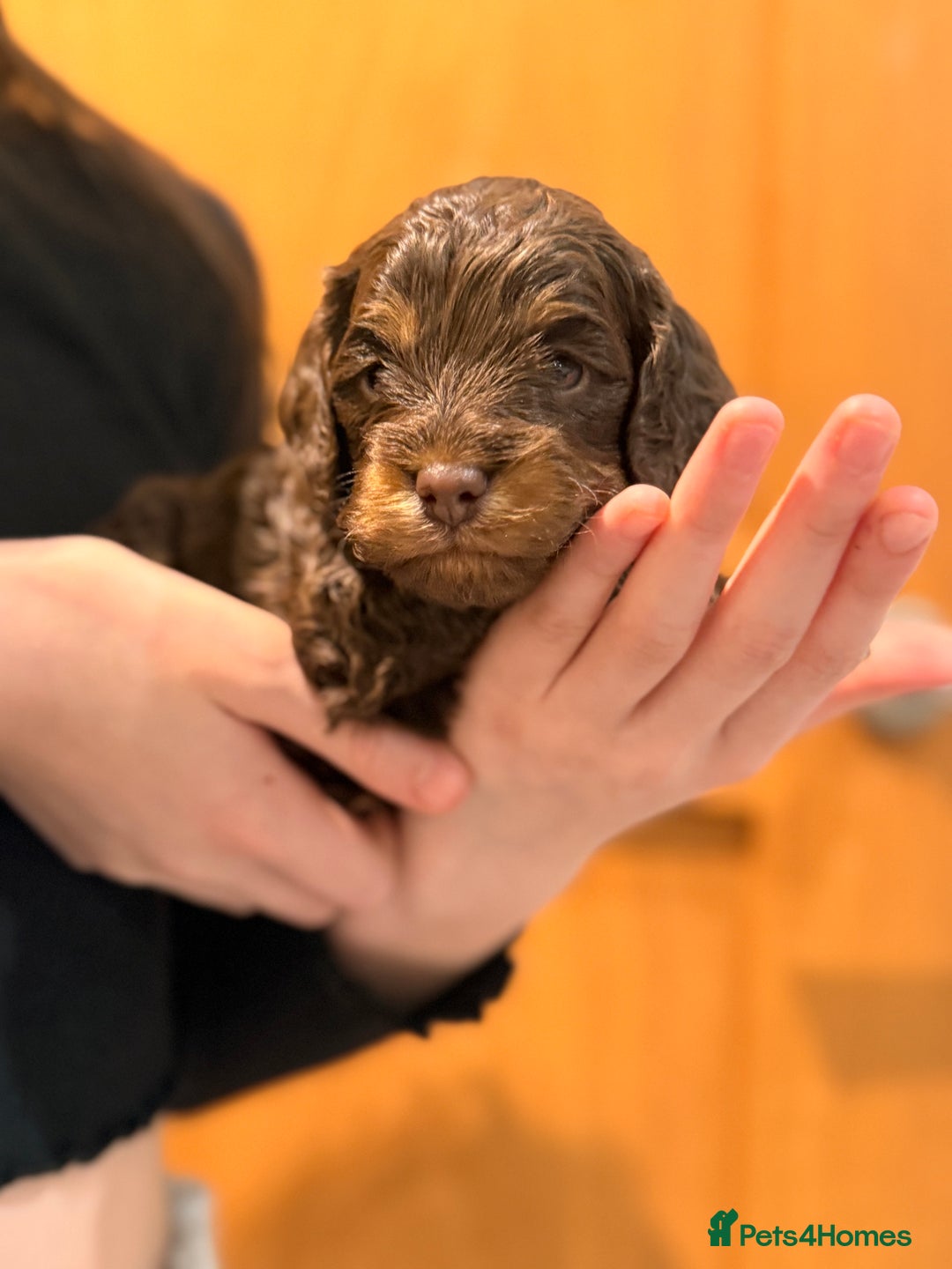 Cockapoo dogs for sale: Toy cockerpoo puppies  - Advert 20