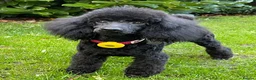 Toy Poodle dogs for sale: KC REGISTERED BLACK TOY POODLE FEMALE - Advert 25