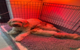 Cockapoo dogs for sale: F1B Cockapoo Puppies - Image 7