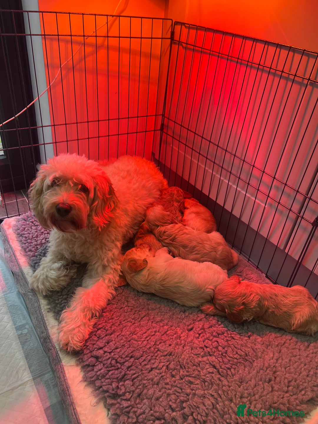 Cockapoo dogs for sale: F1B Cockapoo Puppies - Image 7