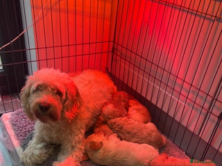 Cockapoo dogs F1B Cockapoo Puppies - Advert 5