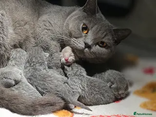 British Shorthair cats Adorable British Shorthair Kittens - Advert 4
