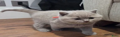British Shorthair Lilac Kitten Orange Collar