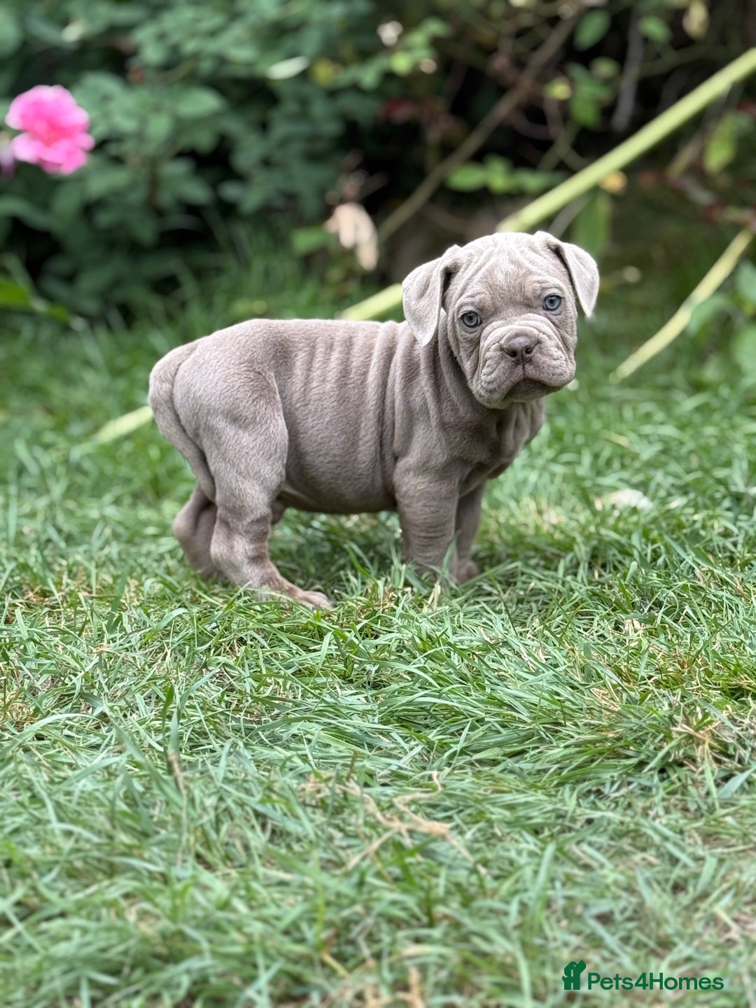 Mixed Breed dogs for sale: Beautiful lilac cane Corso x bulldog pups  - Image 13