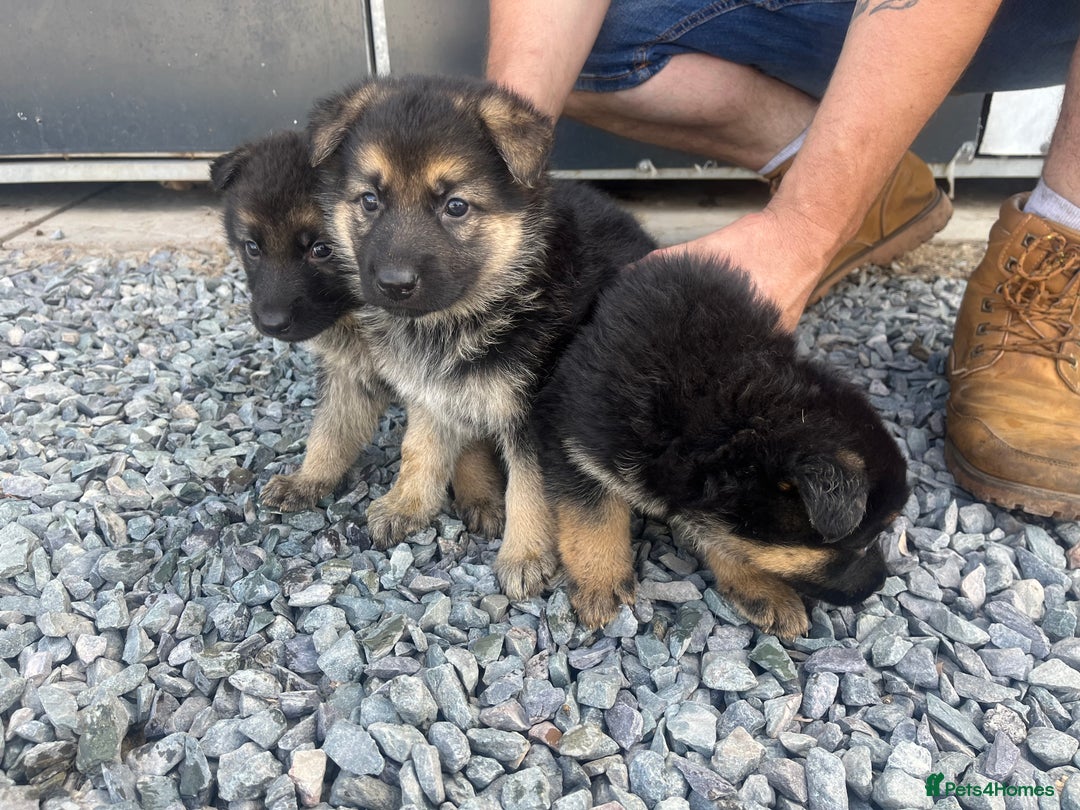 German Shepherd dogs for sale: German shepherd puppies  - Image 8
