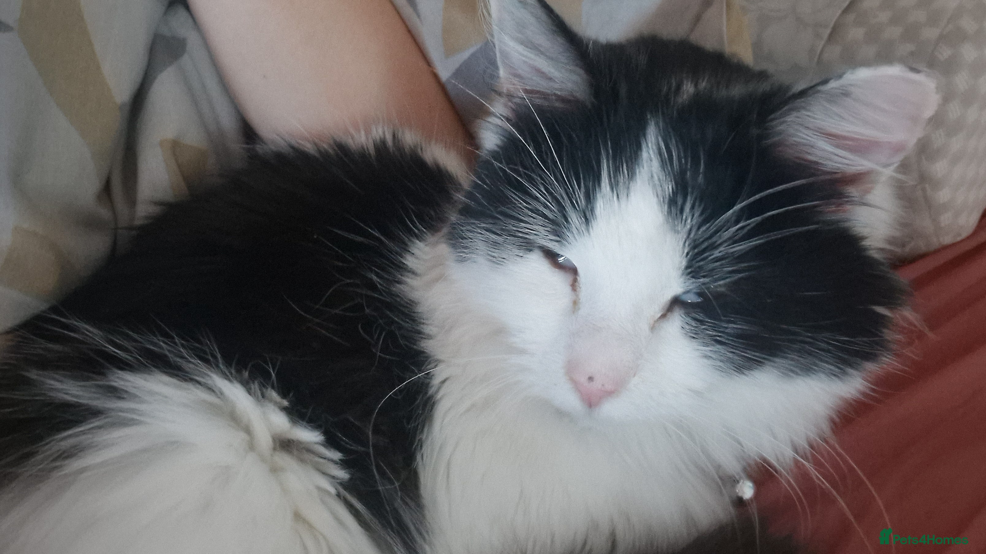 Mixed Breed cats Smudge- fluffy loving cat - Advert 7