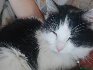 Mixed Breed cats Smudge- fluffy loving cat - Advert 17