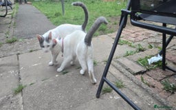 Mixed Breed cats for sale: Mix breed 2 kittens to rehome  - Image 6