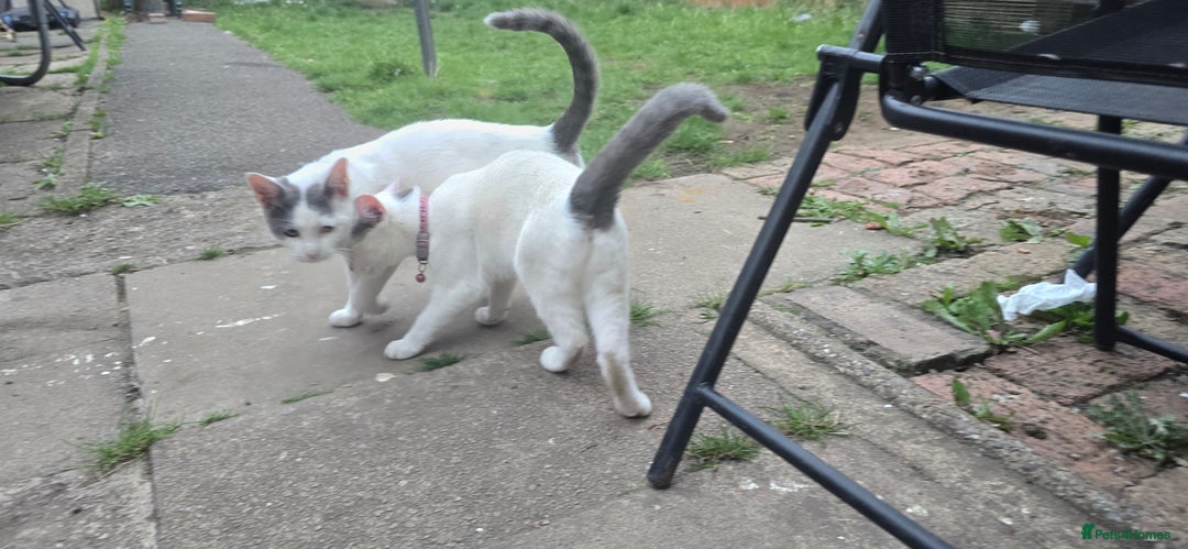 Mixed Breed cats for sale: Mix breed 2 kittens to rehome  - Image 6