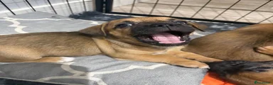 Mixed Breed 3