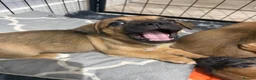 Mixed Breed dogs for sale: Mixed breed puppies looking for family homes - Advert 9