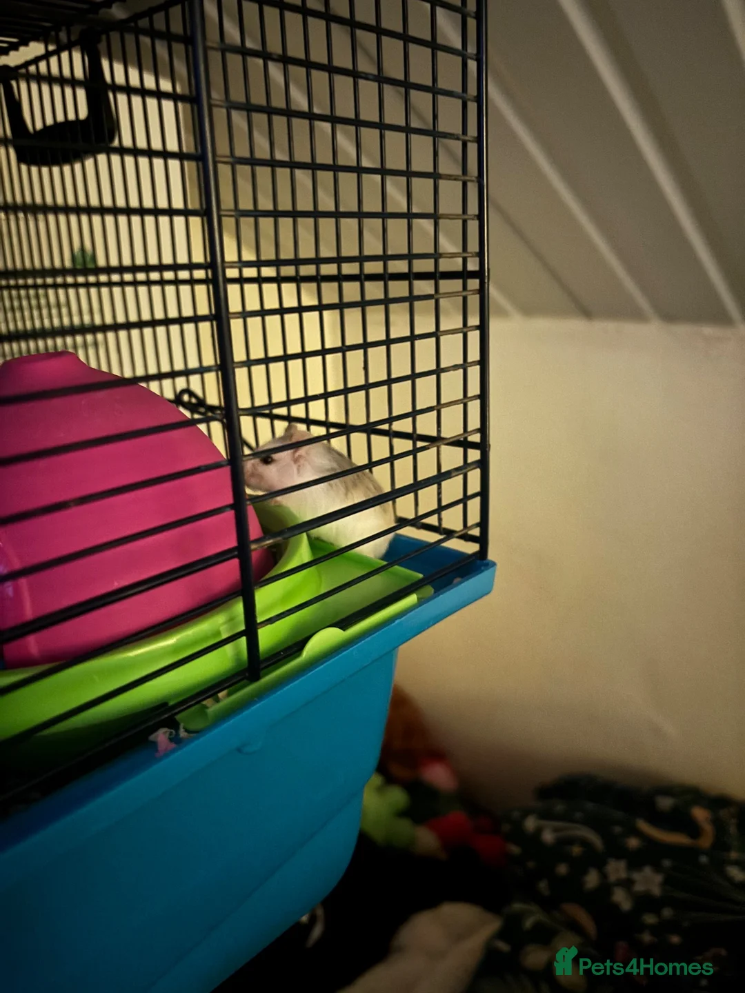 Hamster rodents for sale: 6-week-old Roborovski hamster with full setup in Bristol - Advert 4