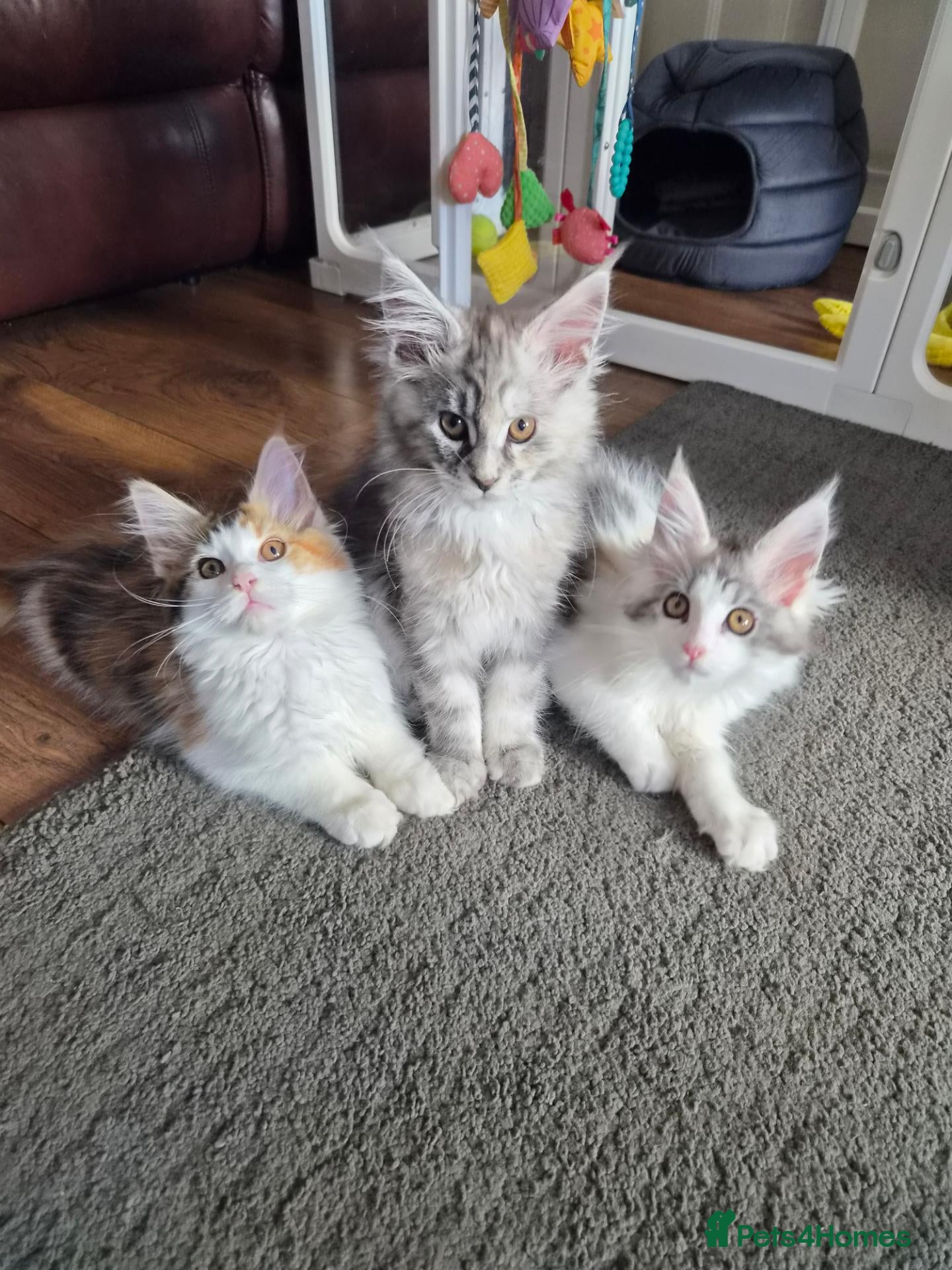 Maine Coon cats Beautiful Mainecoon kittens  - Advert 16