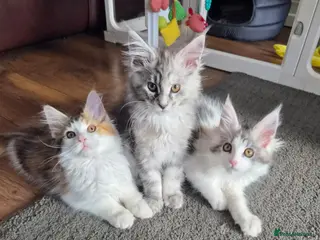 Maine Coon cats Beautiful Mainecoon kittens - Advert 16