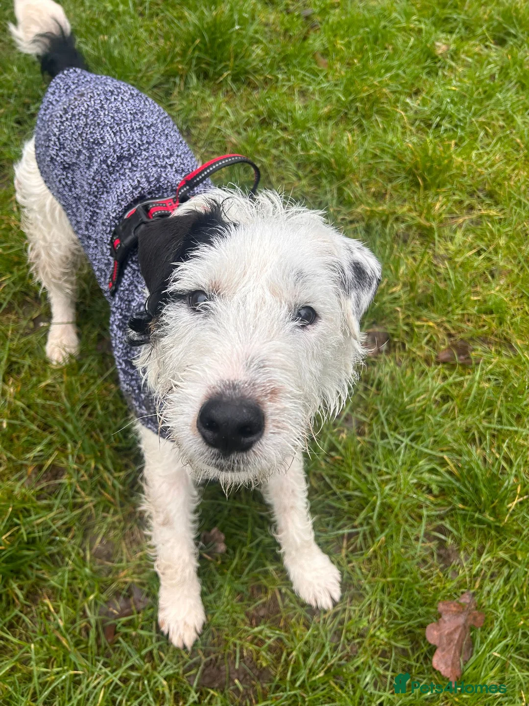 Lakeland Terrier dogs for adoption: Fred  - Advert 1