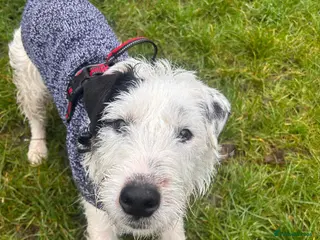 Lakeland Terrier dogs Fred - Advert 18