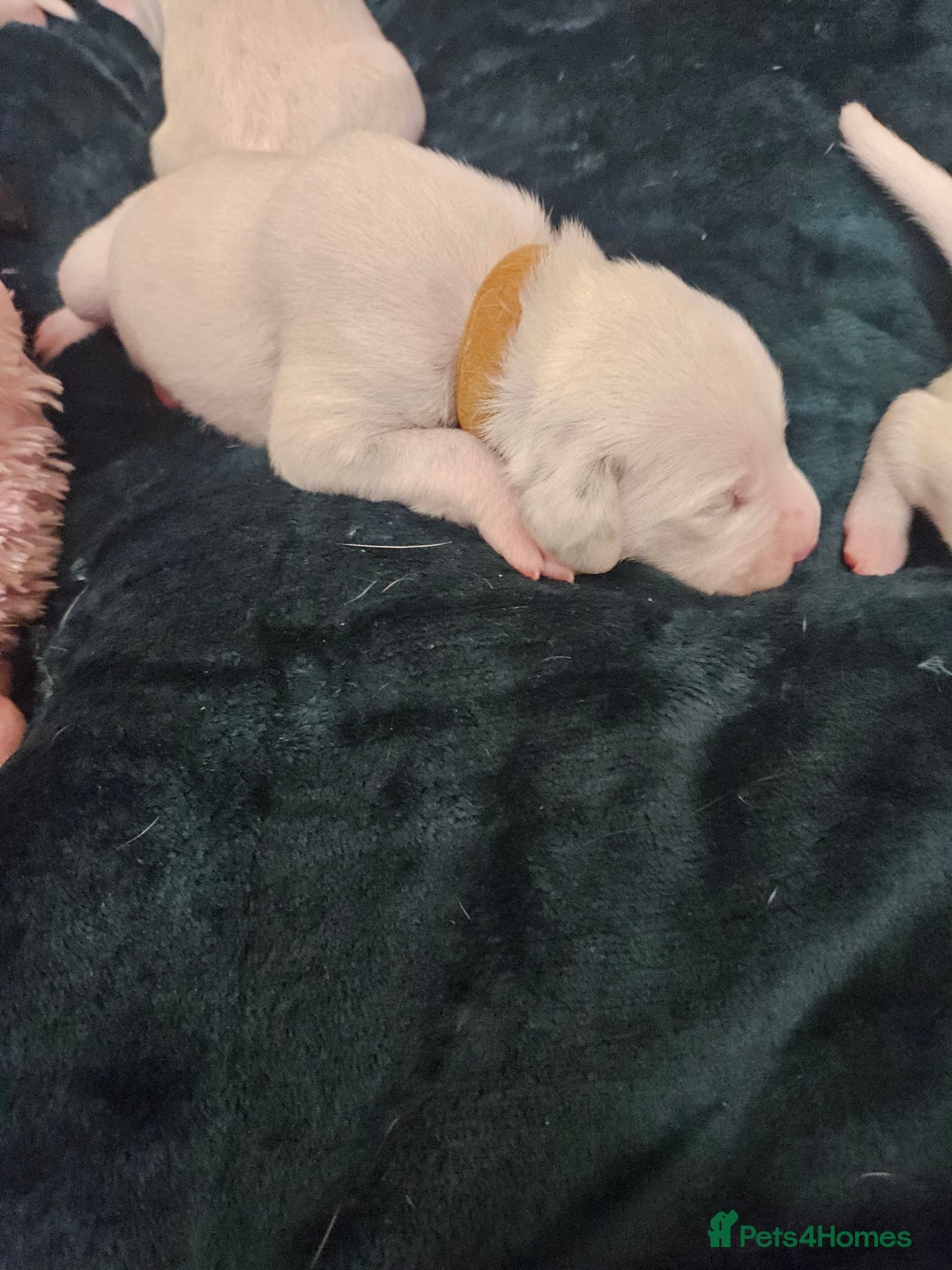 Dalmatian dogs for sale: 8 KC Dalmatian puppies  - Image 7