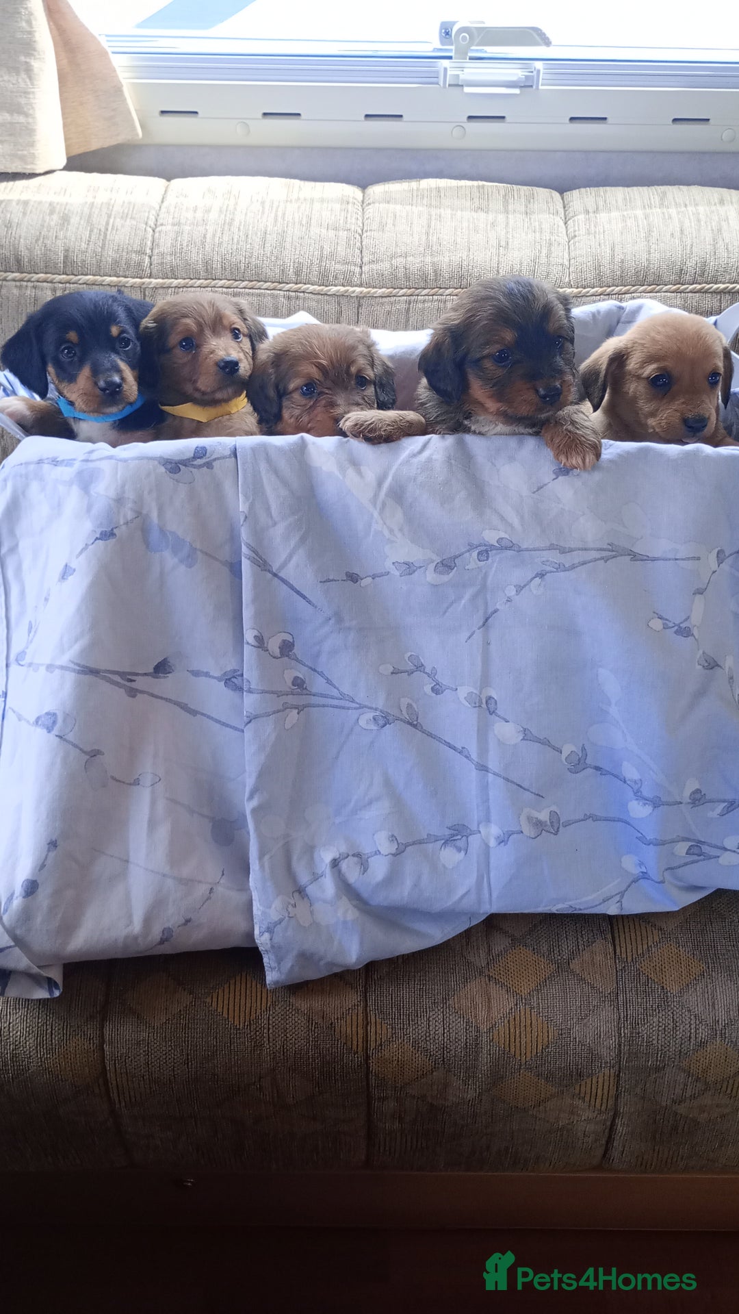 Dachshund dogs for sale: Dachshund  - Image 1