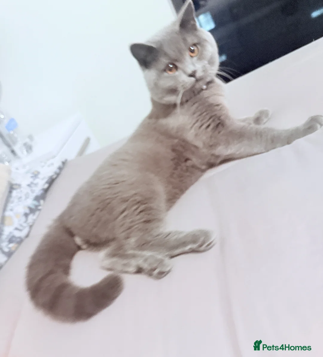 British Shorthair cats for stud: For stud  - Advert 5