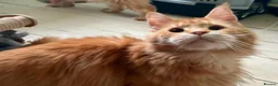 Maine Coon cats for sale: Sweet Natured Maine Coon Female - Advert 1