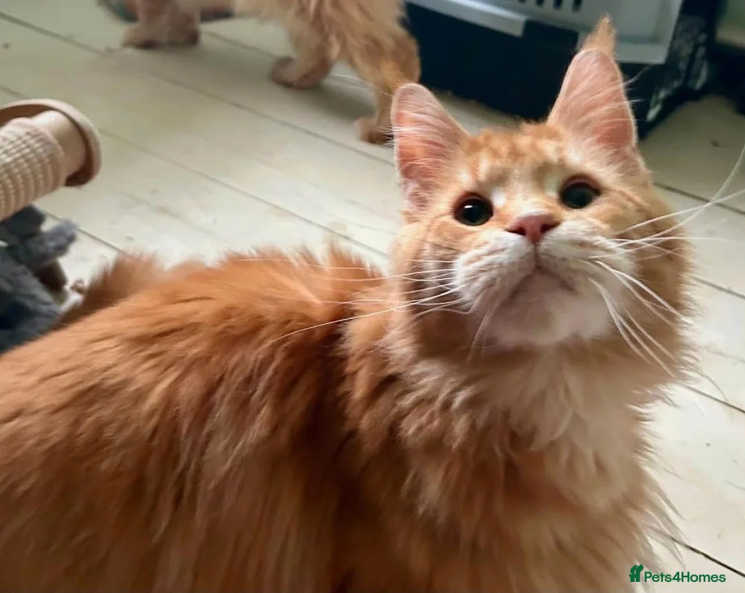Maine Coon cats for sale: Sweet Natured Maine Coon Female - Advert 1