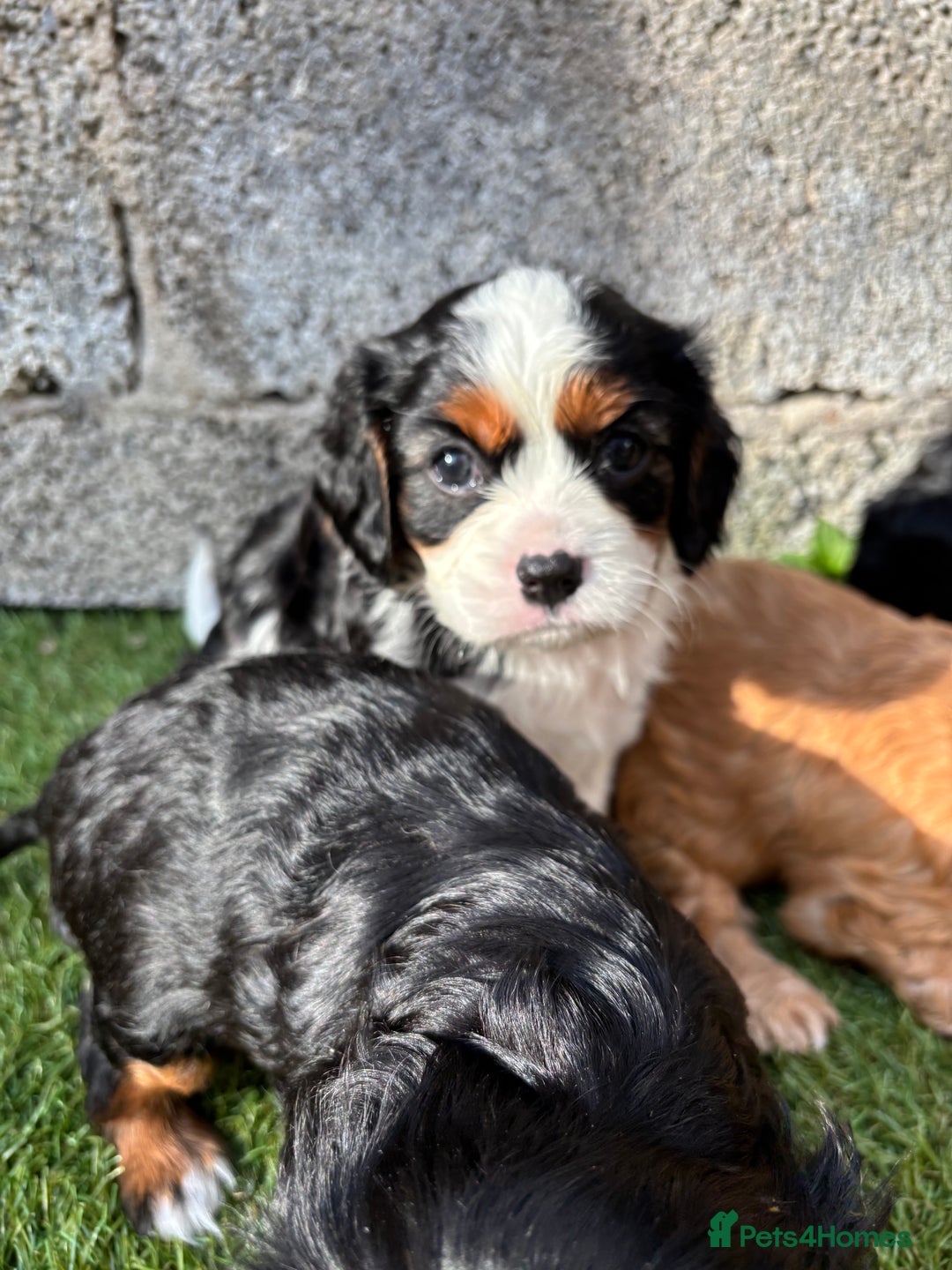 Cavalier King Charles Spaniel dogs for sale: Gorgeous cavalier puppies  - Image 9