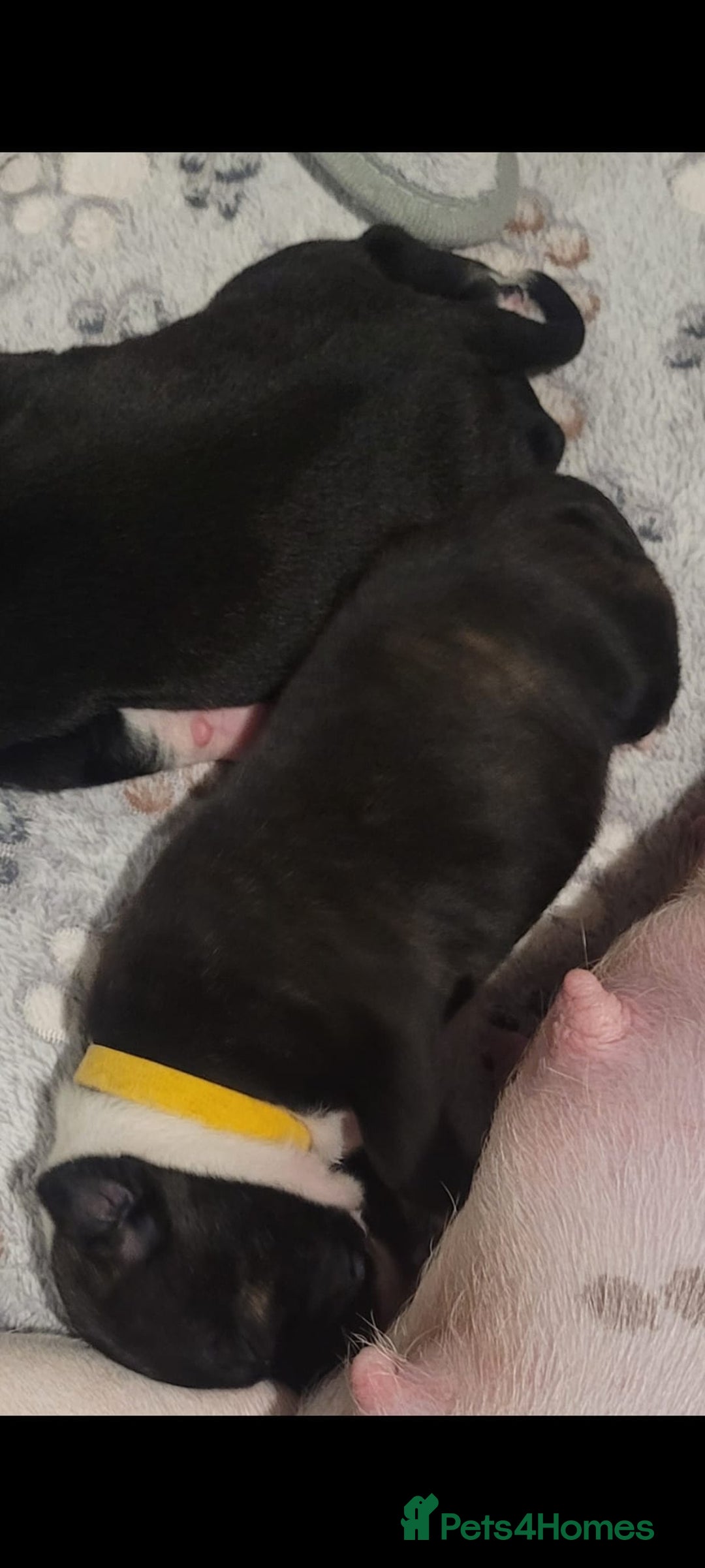 Staffordshire Bull Terrier dogs for sale: Full Staffordshire Bull Terrior puppies for sale - Image 11