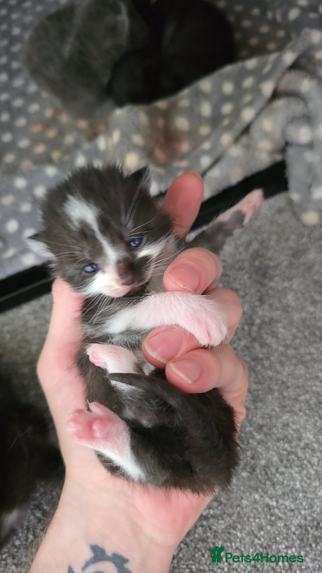 Mixed Breed cats for sale: Kittens for sale  - Image 8