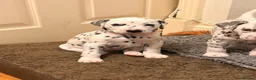Dalmatian dogs for sale: 6 Dalmatian Puppies for Sale  in Heathfield - Advert 27