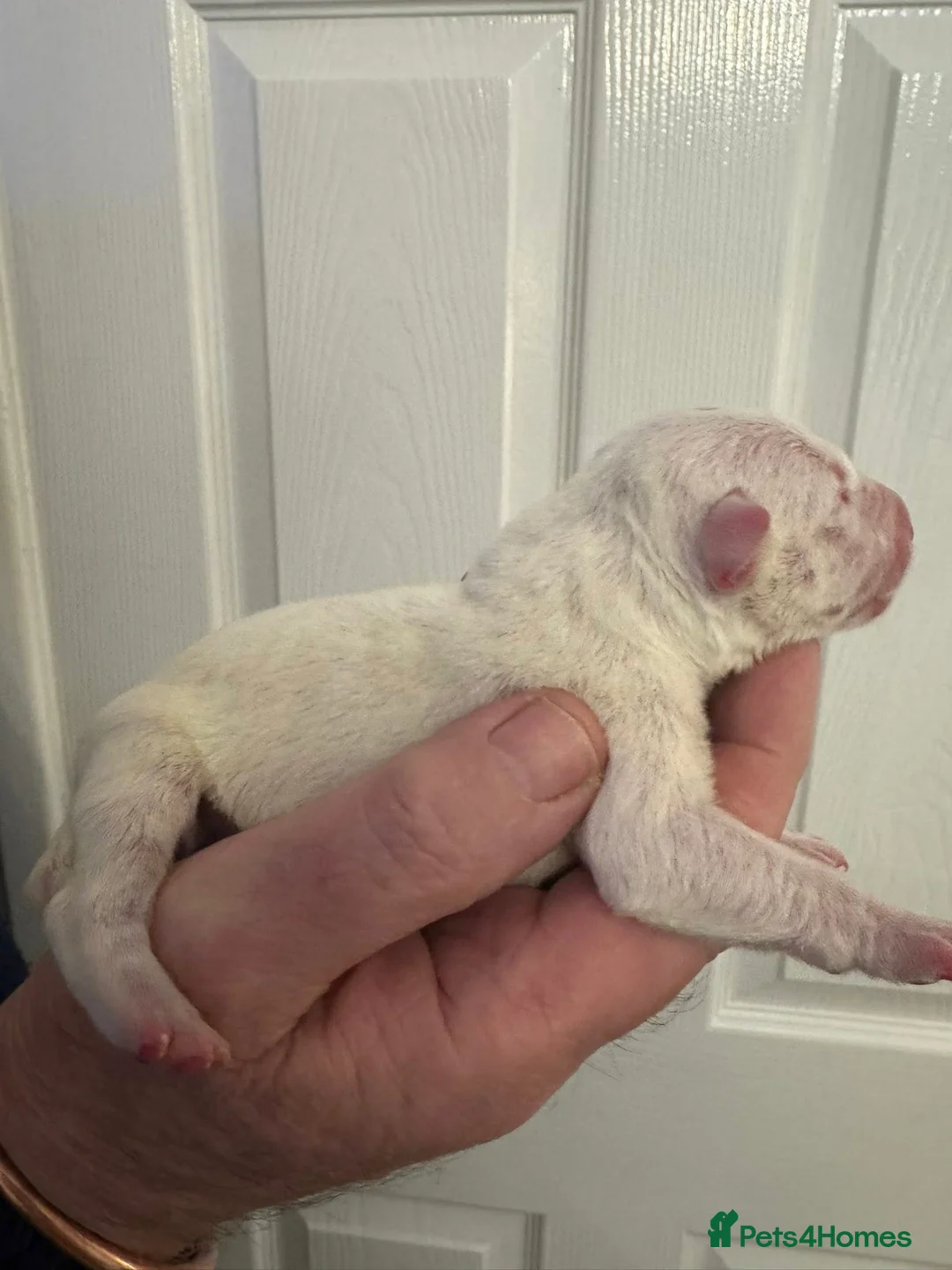 Bull Terrier dogs for sale: KC Registered Puppies - Advert 3