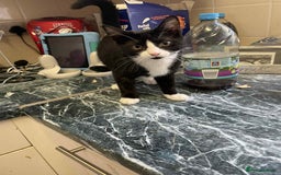 Mixed Breed cats for sale: Female kitten  - Image 1