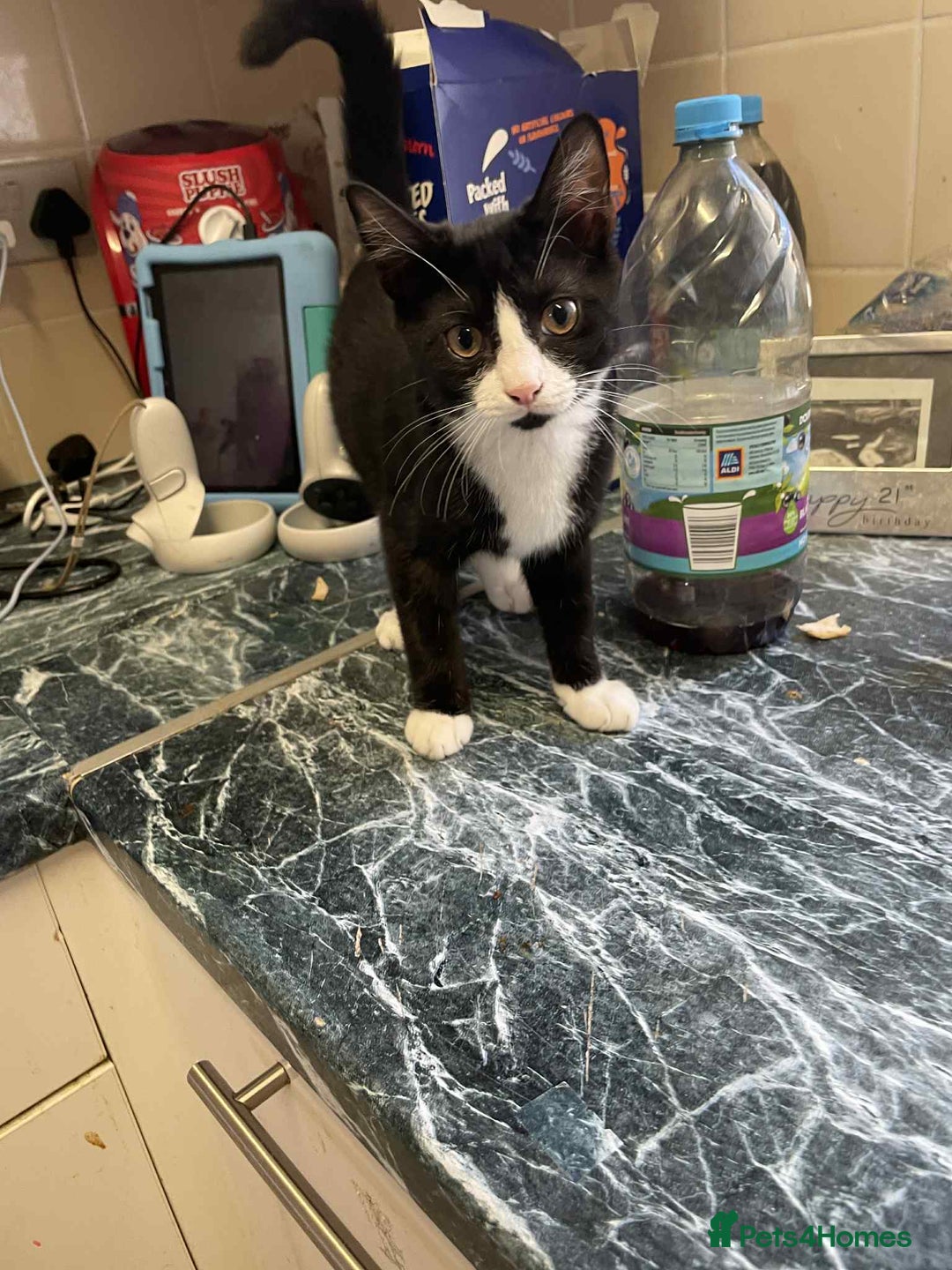 Mixed Breed cats for sale: Female kitten  - Image 1