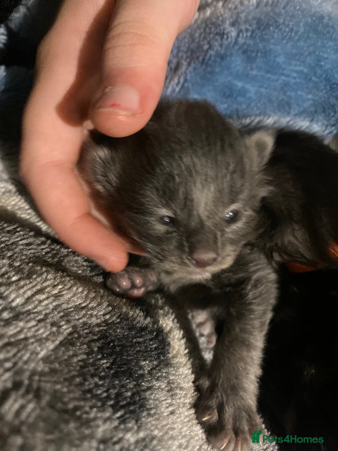 Maine Coon cats for sale: 4 x Maine coon kittens  - Advert 6