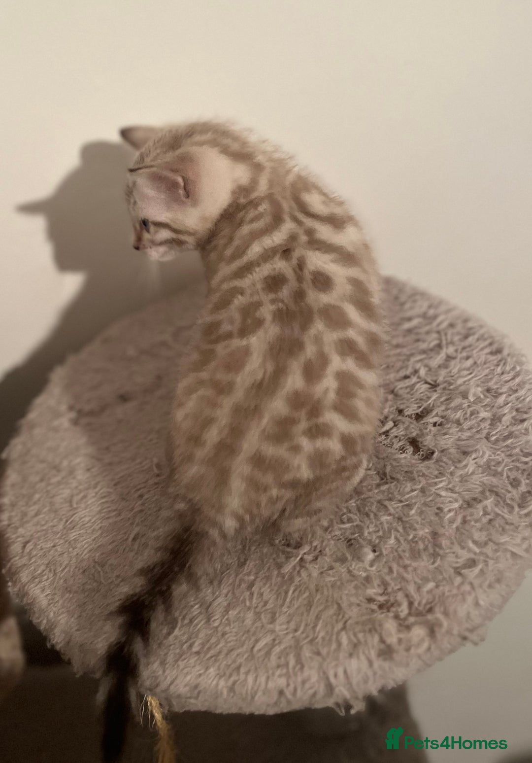 Bengal cats for sale: BIG BOY SNOW LYNX  - Advert 8