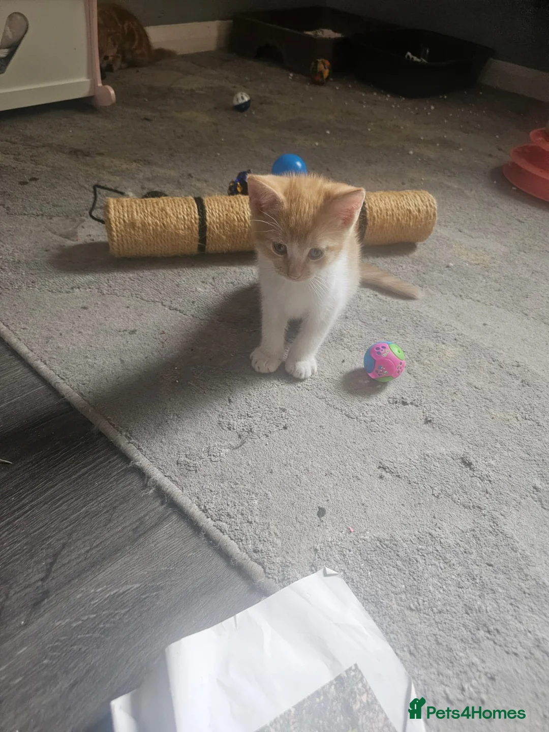 Mixed Breed cats for sale: Three quarters ginger bengals  in London - Advert 2