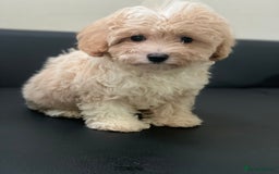 Maltipoo dogs for sale: Adorable F1 Maltipoo Puppies - Image 4