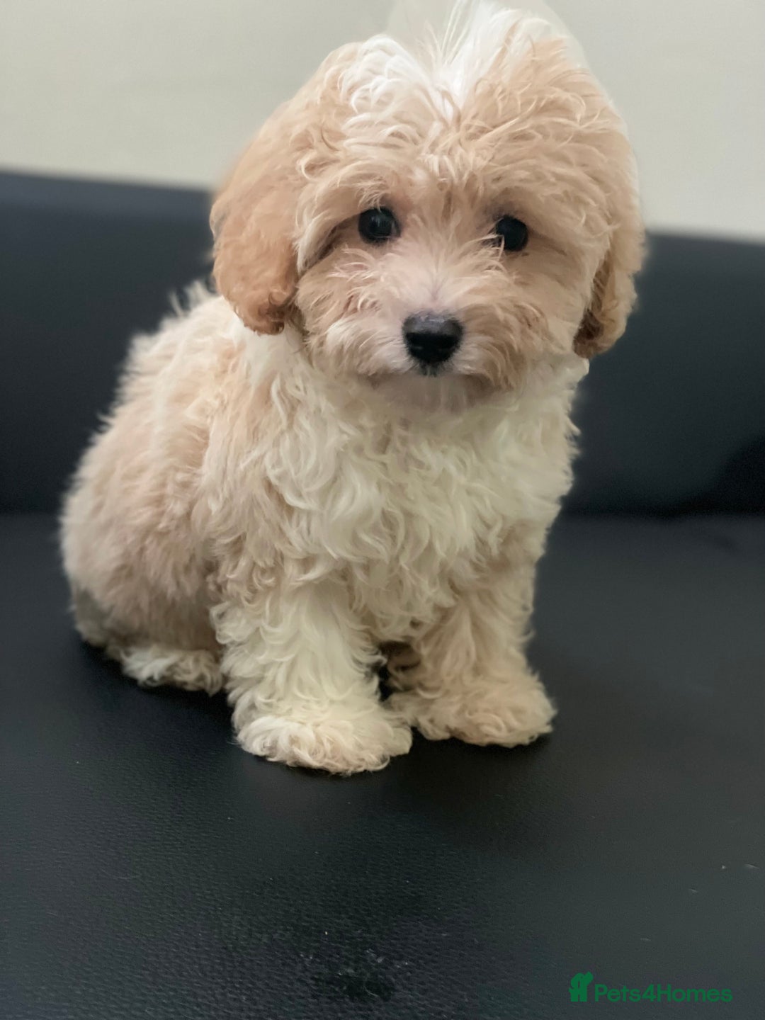 Maltipoo dogs for sale: Adorable F1 Maltipoo Puppies - Image 4