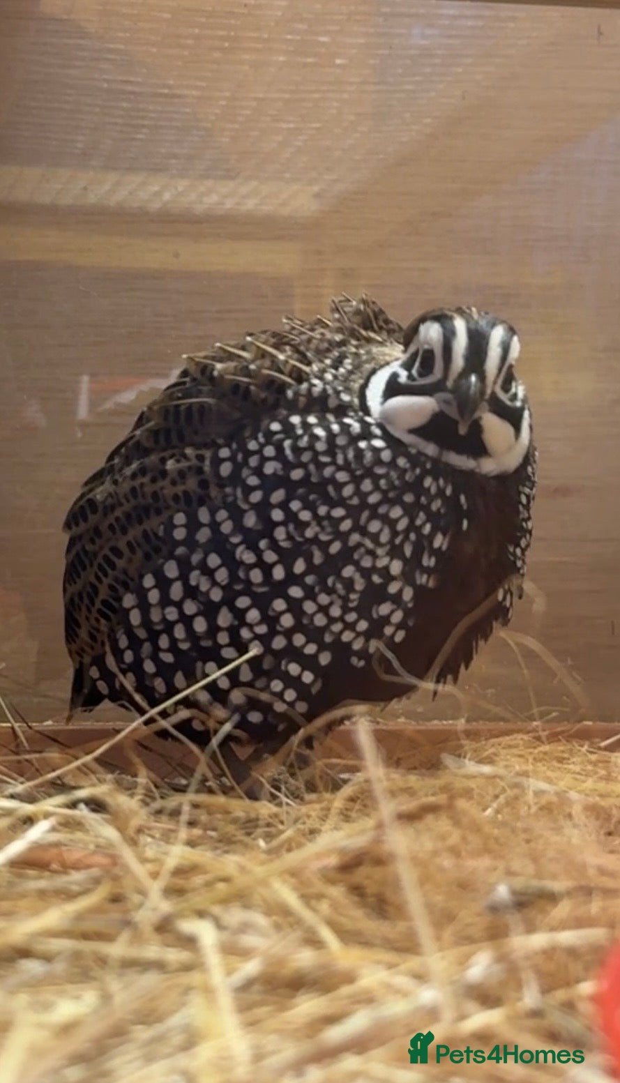 Quail poultry Pairs of Mearns Quails  - Advert 2