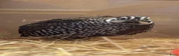Quail poultry for sale: Pairs of Mearns Quails  - Advert 2