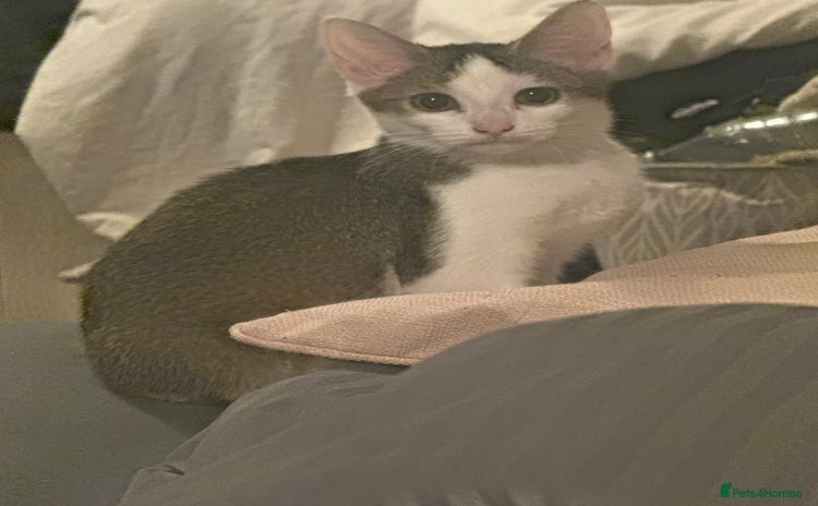 Domestic Shorthair cats - Advert 1